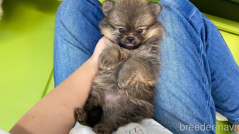 成約済の兵庫県のポメチワ:ポメラニアン×チワワ-323682の7枚目